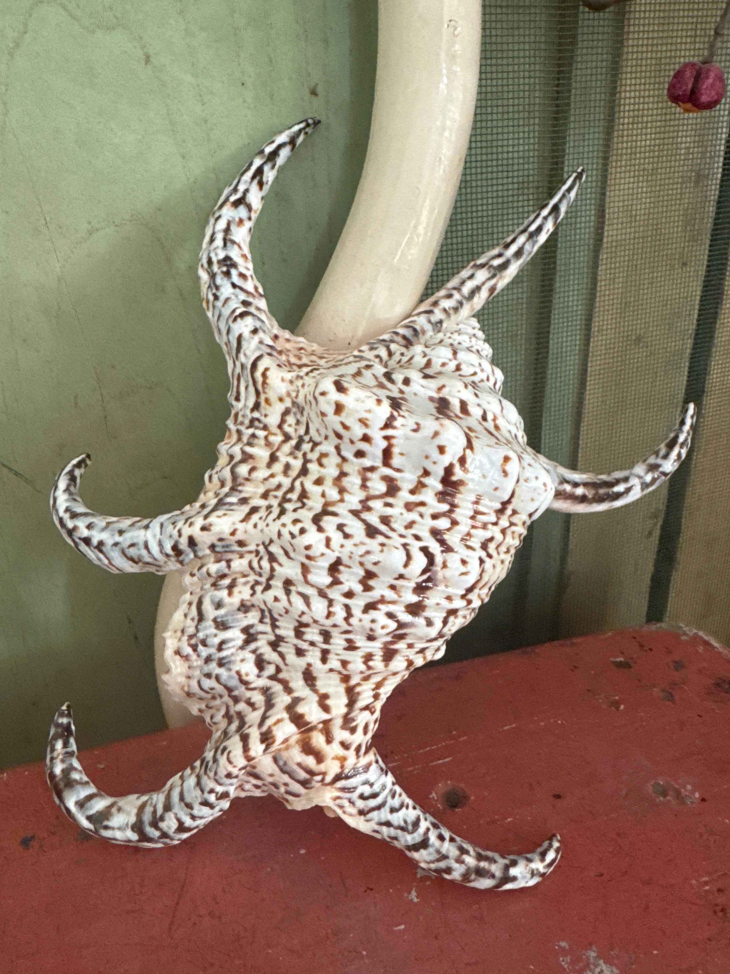 Schelp Lambis Chiagra