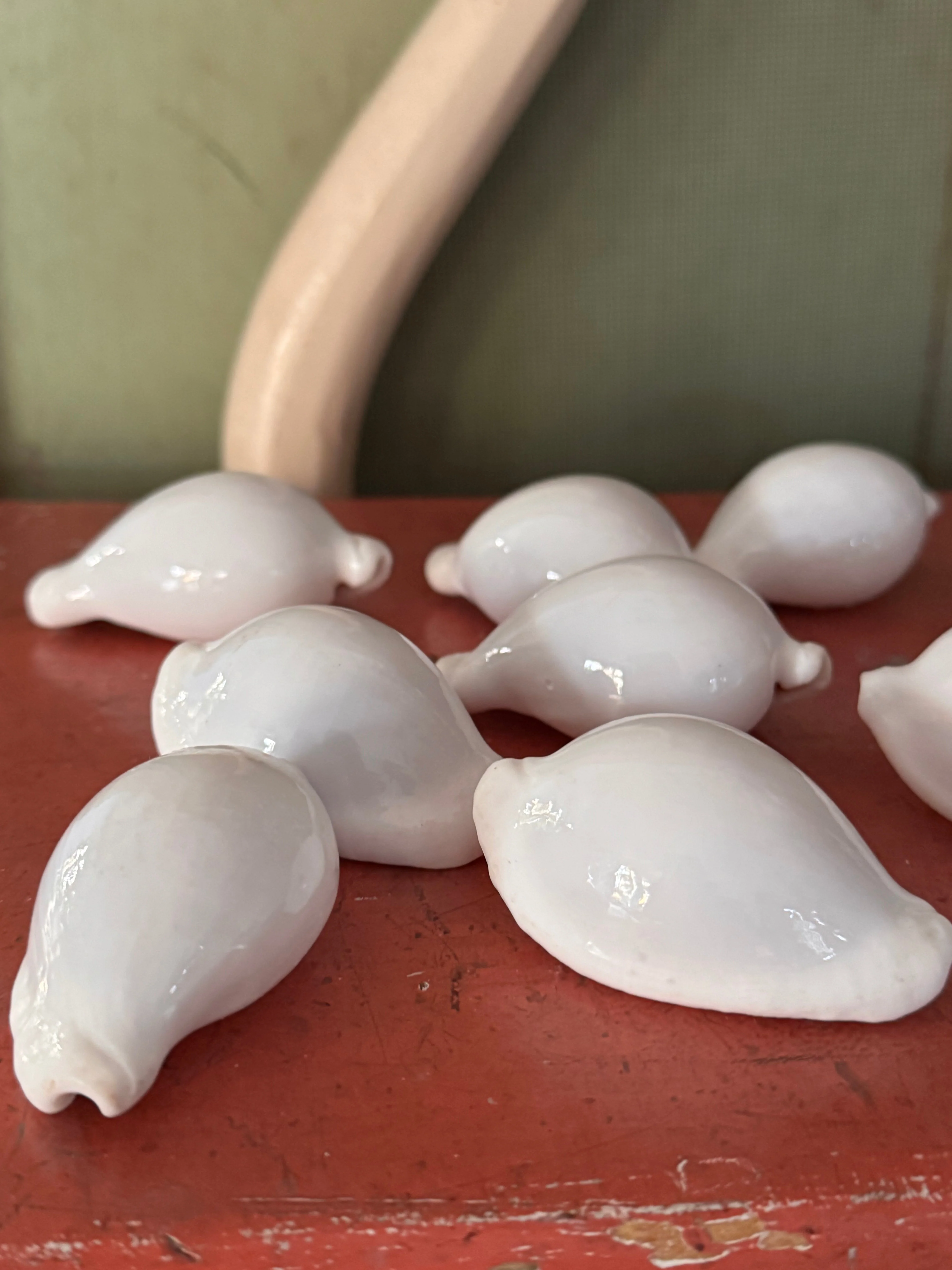 Schelp Cypraea Ovula ovum Egg Cowrie