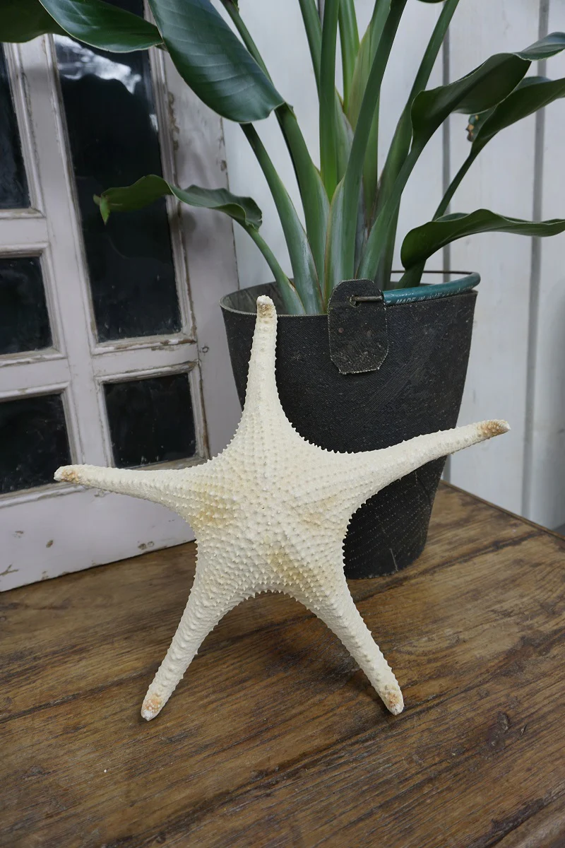Zeester XL