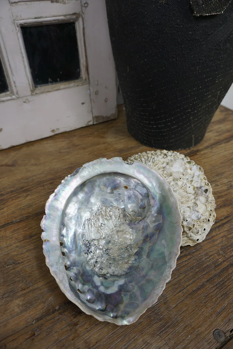 Abalone schelp