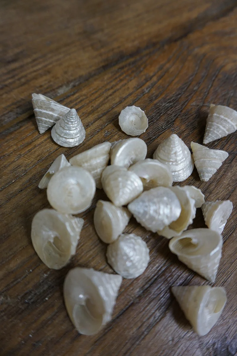 witte schelp
